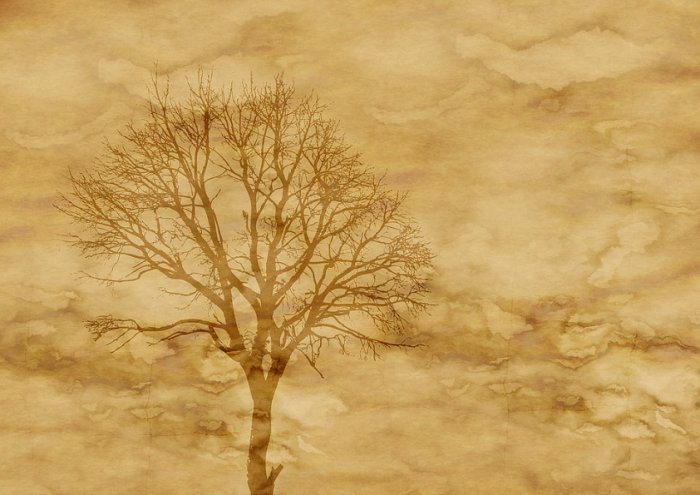 Paper Parchment Tree Kahl Autumn Winter Stains